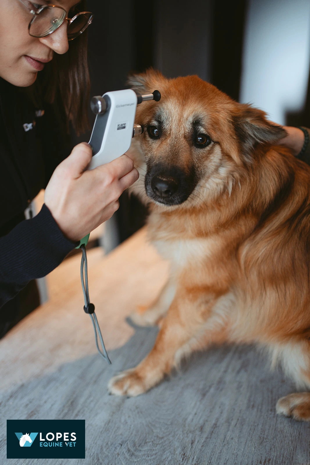 LOPES EQUINE VET